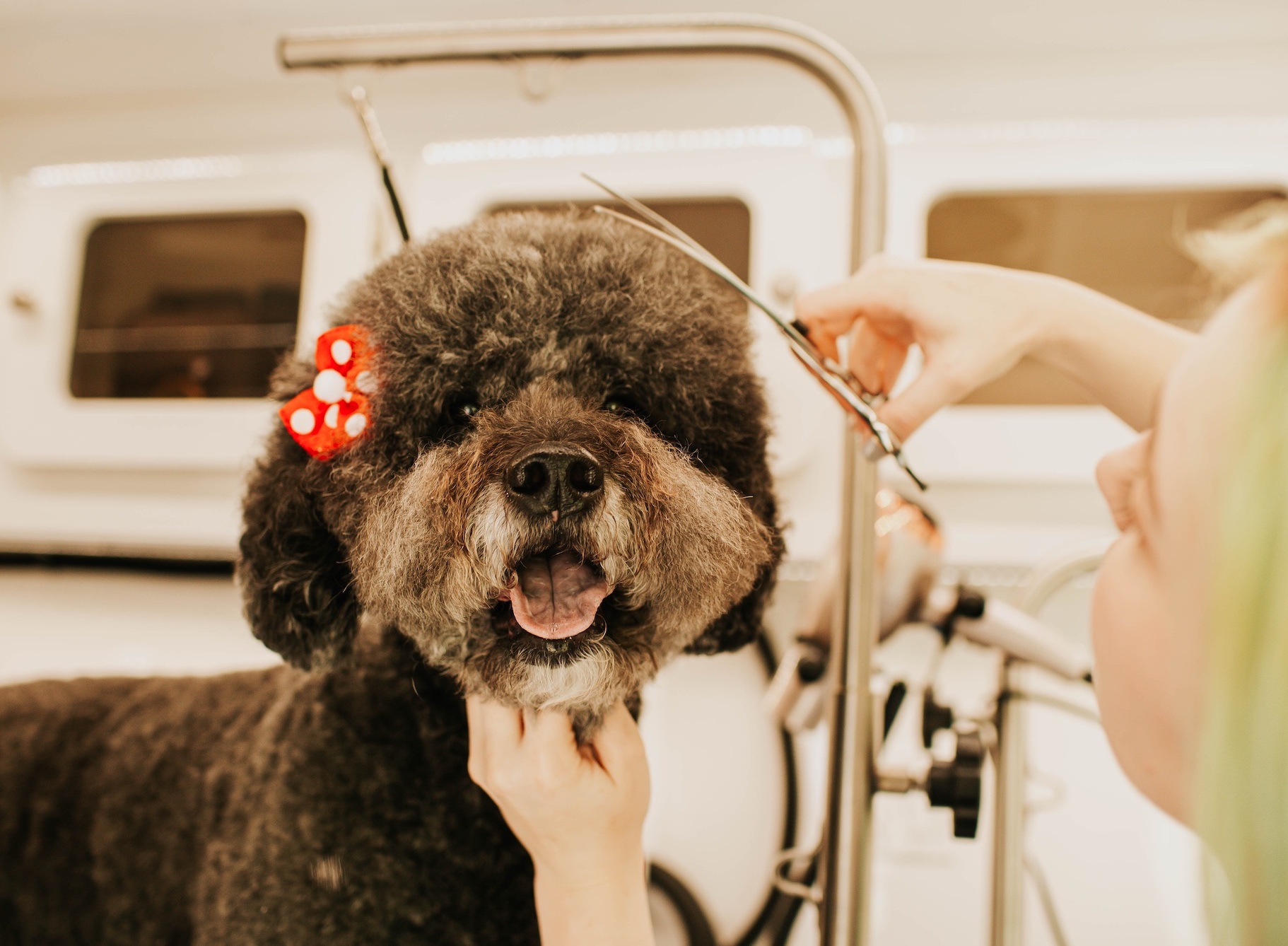 Professional Mobile Pet Grooming in Daphne, Spanish Fort, & Fairhope