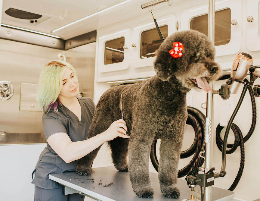 Professional Mobile Pet Grooming in Brevard County, Florida Grooms by